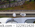 Two Seagulls 122911420
