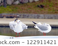 seagull 122911421
