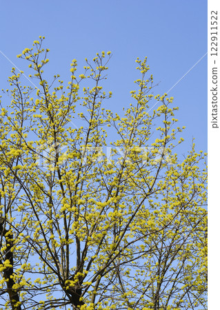 Norway maple 122911522