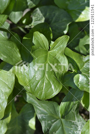 Arum lilies Arum lilies 122911541