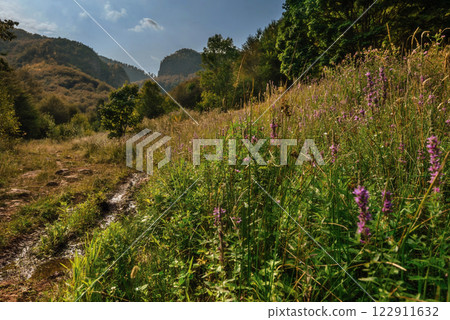 Countryside Summer Landscape with Mountain Flower Meadow 122911632