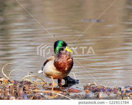 鳧 鳧 122911784