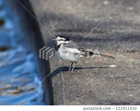 Hakusekirei Hakusekirei 122911810