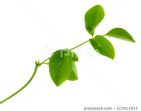 Close up of Leaves Pea flowers isolated on a white background 122911953
