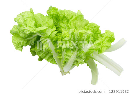 Lettuce leaves isolated on a white background Lettuce leaves isolated on a white background 122911982