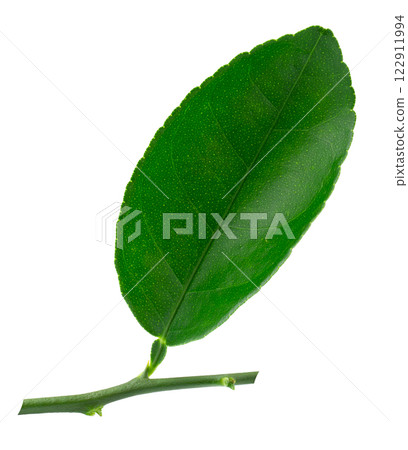 Citrus leaves isolated on a white background 122911994