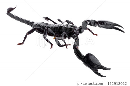 Black scorpions isolated on a white background Black scorpions isolated on a white background 122912012