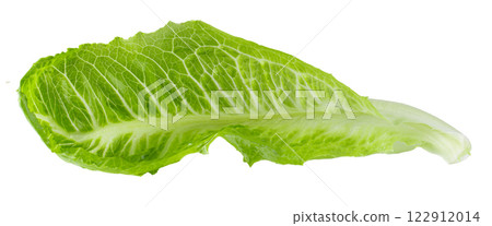 Cos lettuce isolated on a white background Cos lettuce isolated on a white background 122912014