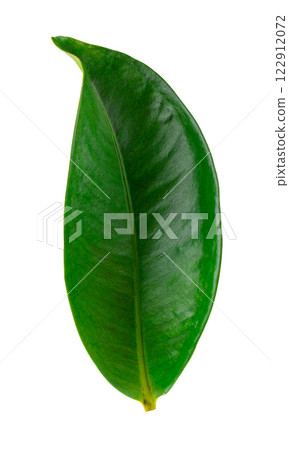 Mangosteen leaves isolated on a white background 122912072