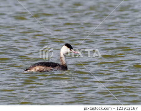 Great crested grebe 122912167