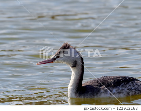 Great crested grebe 122912168