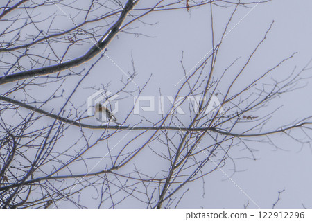 二月的一個晚上,一群山雀飛到一棵櫸樹上。 二月的一個晚上,一群山雀飛到一棵櫸樹上。 122912296