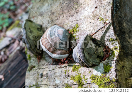 tree fungi growing on aged wood, surrounded by moss. A detailed fungal life in the forest, natural decay and organic textures, essential decomposers in ecosystem, grow in layered formations tree fungi growing on aged wood, surrounded by moss. A detailed fungal life in the forest, natural decay and organic textures, essential decomposers in ecosystem, grow in layered formations 122912312