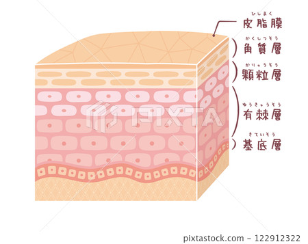 A three-dimensional image of the cross section of skin (with name) 122912322
