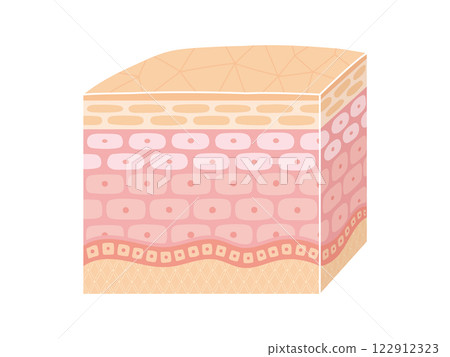 Image of a three-dimensional cross section of skin 122912323