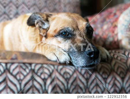 Cute shorthaired mixed breed red ginger senior dog resting on cozy sofa, peaceful pet enjoying nap in warm home setting. Relaxed canine curled up in comfort 122912356