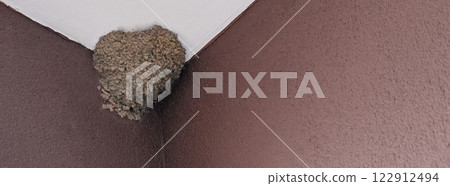City swallow's clay nest made on ceiling of balcony. Brown walls, background with copy space, symbiotic species of birds City swallow's clay nest made on ceiling of balcony. Brown walls, background with copy space, symbiotic species of birds 122912494