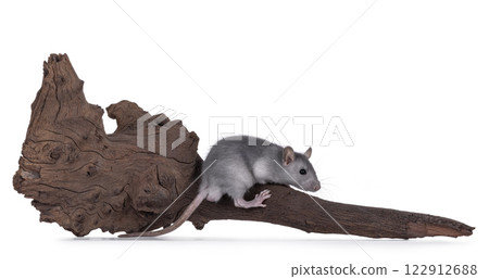 Rat with branch on white background Rat with branch on white background 122912688