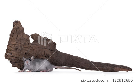 Rat with branch on white background 122912690