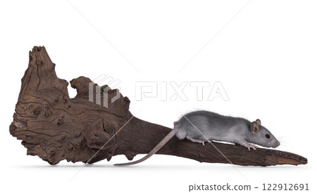 Rat with branch on white background 122912691