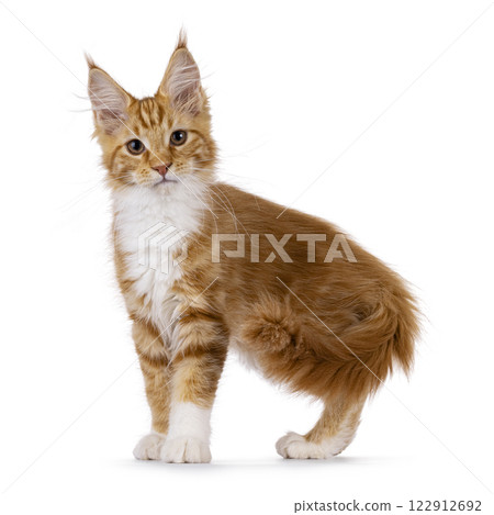Maine Coon cat kitten on white background 122912692