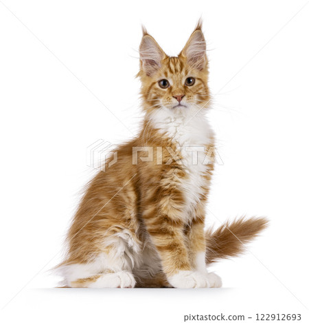 Maine Coon cat kitten on white background 122912693