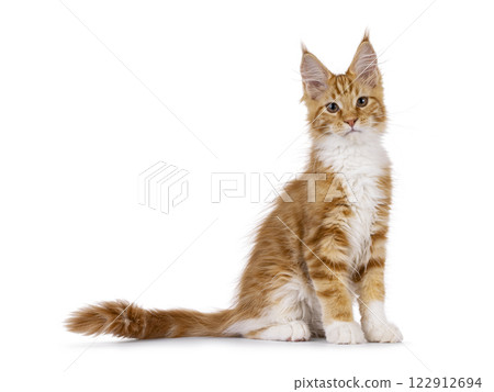 Maine Coon cat kitten on white background 122912694