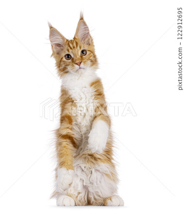 Maine Coon cat kitten on white background 122912695