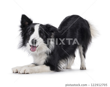 Border Collie dog on white background 122912705