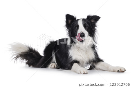Border Collie dog on white background 122912706