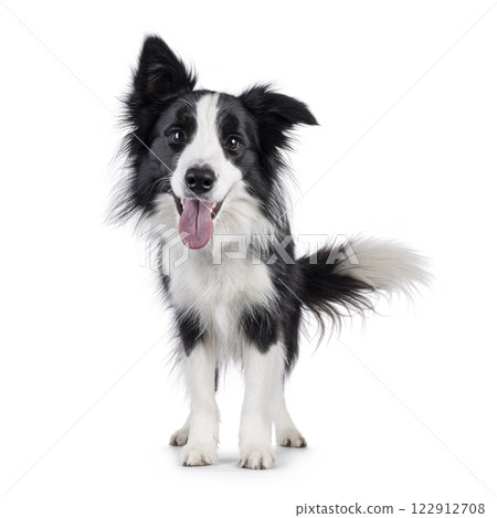 Border Collie dog on white background Border Collie dog on white background 122912708