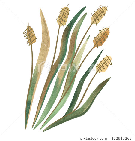 Field grass for cattle feed. Rye grass. Spikelet. Green twig of plant. Watercolor isolated illustration. Field grass for cattle feed. Rye grass. Spikelet. Green twig of plant. Watercolor isolated illustration. 122913263
