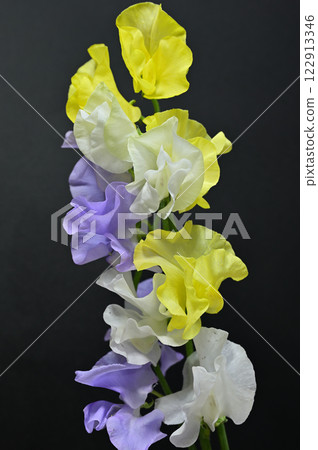 香豌豆 香豌豆 122913346