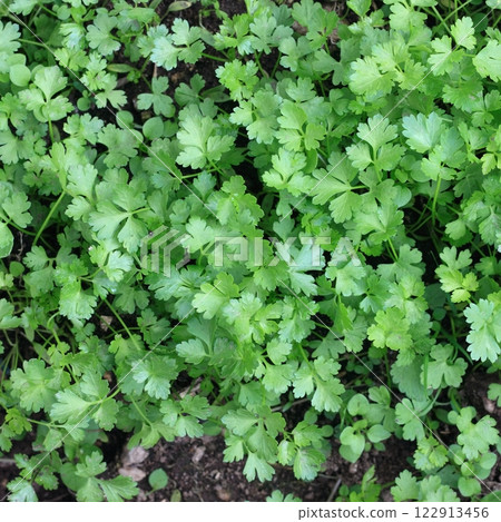 New seedlings of Italian flat leaf parsley in the garden, flat lay. 122913456