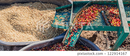 Coffee cherry pulping machine farmer. Coffee cherry pulping machine farmer. 122914167