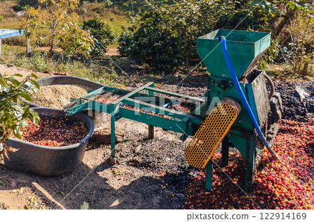 Coffee cherry pulping machine farmer. 122914169