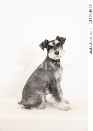 坐著的迷你雪納瑞犬 122914696