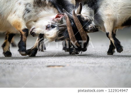Goats engaging in a playful headbutting activity on a gravel path at a farm during a sunny day	 122914947