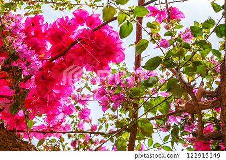 Spain, Valencia, pink bright bushes of bougainvillea flowers 122915149