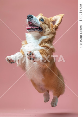 Pembroke Welsh Corgi dog Jumping and playing, studio lighting, isolated on pastel background, stock photographic style 122915786