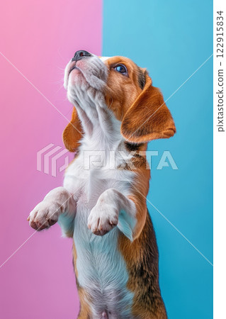 Beagle dog Jumping and playing, studio lighting, isolated on pastel background, stock photographic style 122915834