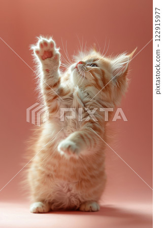 American Curl cat Jumping and playing, studio lighting, isolated on pastel background, stock photographic style 122915977