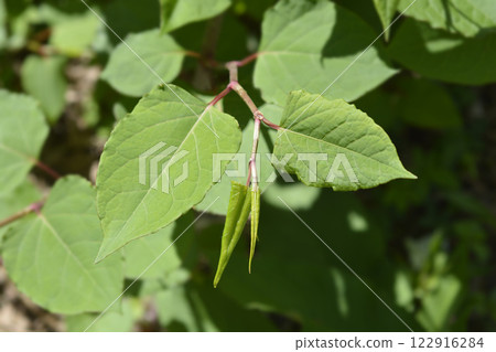 Japanese knotweed Japanese knotweed 122916284