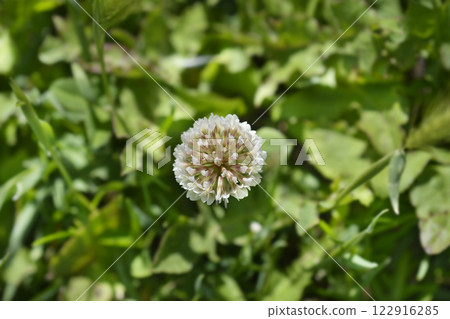 White clover 122916285