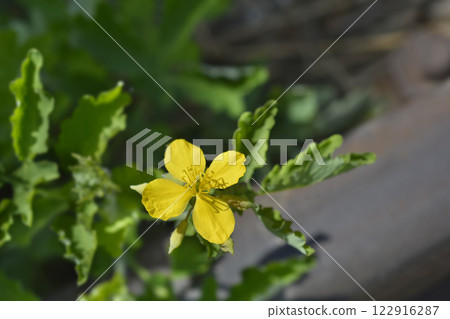 Greater celandine 122916287