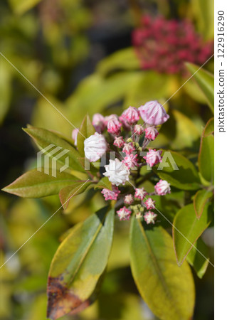 Olympic Fire Mountain Laurel Olympic Fire Mountain Laurel 122916290