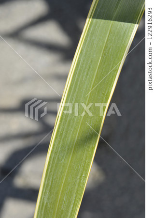 Variegated New Zealand flax Variegated New Zealand flax 122916293