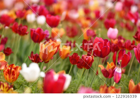 Spring blossoming red and orange tulips in garden, springtime bright flowers in the field, pastel and soft floral card, selective focus, shallow DOF, toned 122916339
