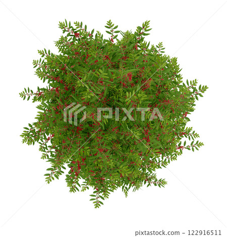 tree top view plant landscape architecture nature garden aerial render. trees branch isolate collection illustration environment green botany urban bush park. tree architecture conifer decorative. 122916511