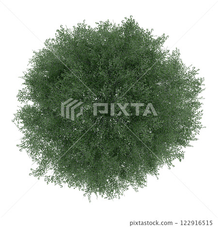 tree top view plant landscape architecture nature garden aerial render. trees branch isolate collection illustration environment green botany urban bush park. tree architecture conifer decorative. tree top view plant landscape architecture nature garden aerial render. trees branch isolate collection illustration environment green botany urban bush park. tree architecture conifer decorative. 122916515